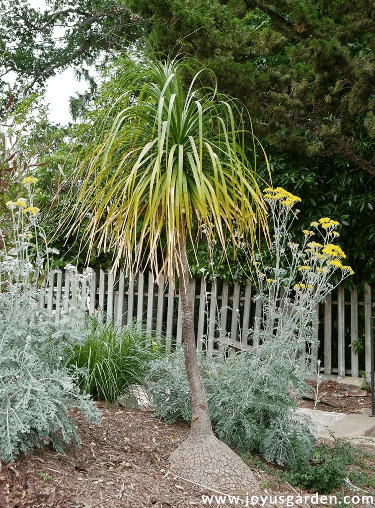 a tall ponytail palm beaucarnea recurvata with yellowish leaves grows in a garden