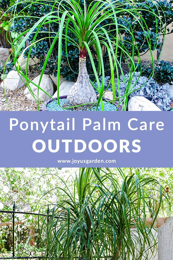 a collage with 2 ponytail palms beaucarnea recurvatas growing outdoors the text in the middle reads ponytail palm care outdoors