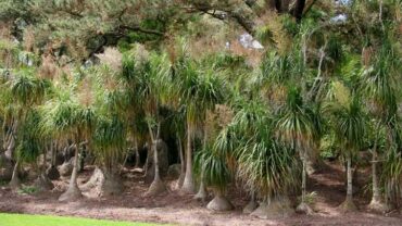How to Grow a Ponytail Palm Outdoors