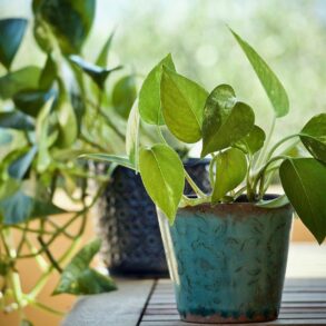 How to care for pothos plants that seem to be getting too much sun