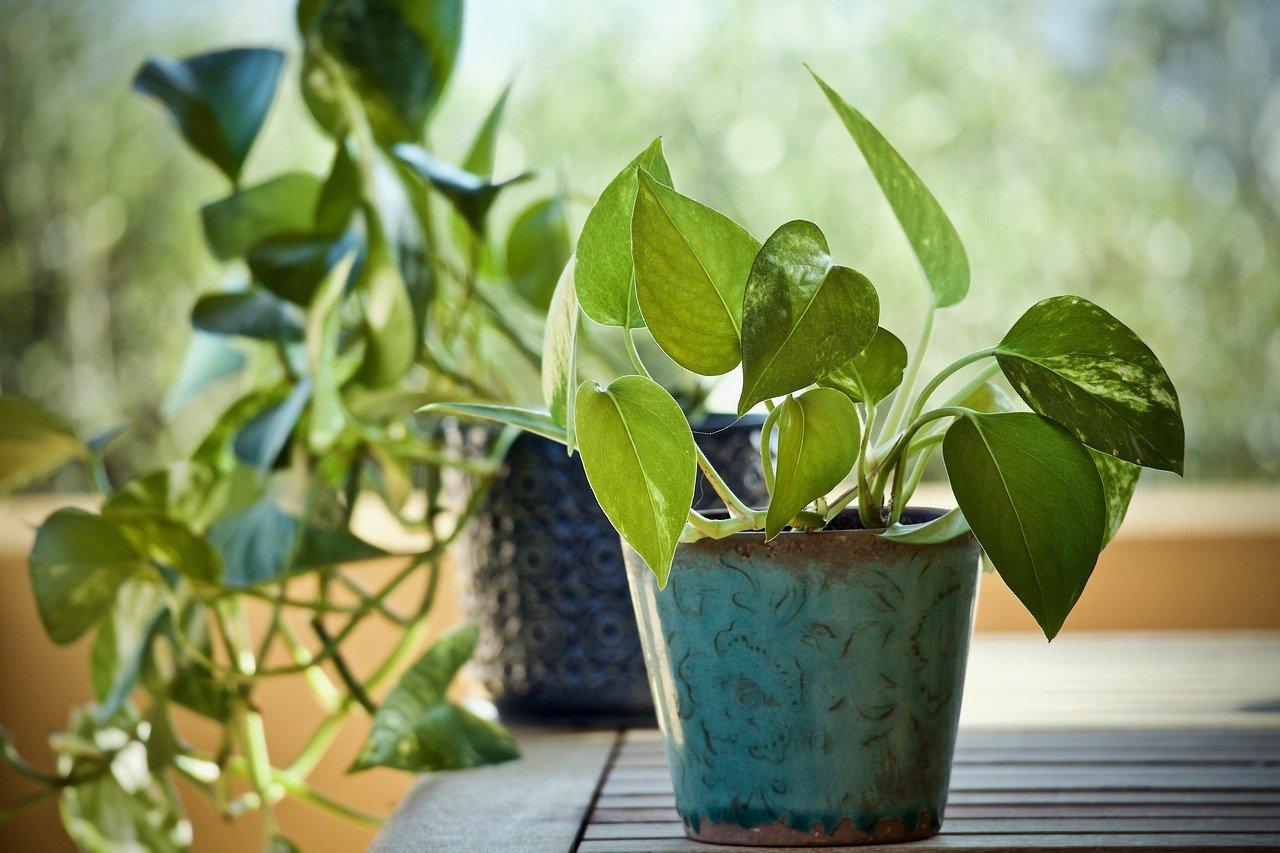How to care for pothos plants that seem to be getting too much sun