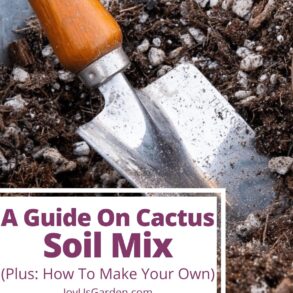 A Guide To Cactus Soil Mix (+ How To Make Your Own) 