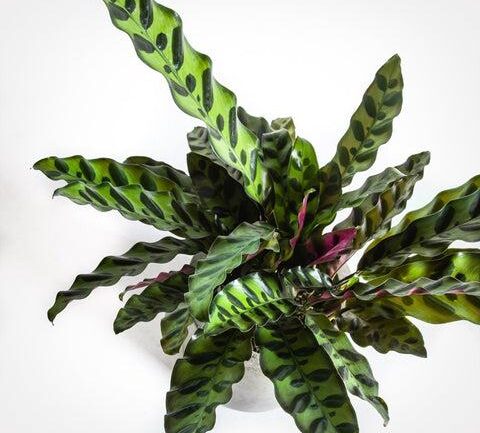 How to Care for Your Calathea Rattlesnake