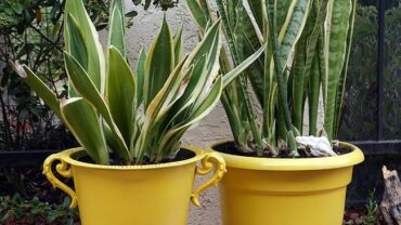 Repotting Snake Plants: The Mix To Use & How To Do It