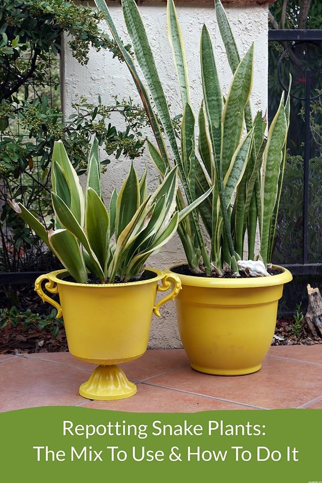 Different varieties of snake plants are planted in yellow containers