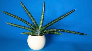 Sansevieria Cylindrica Care: Growing African Spear
