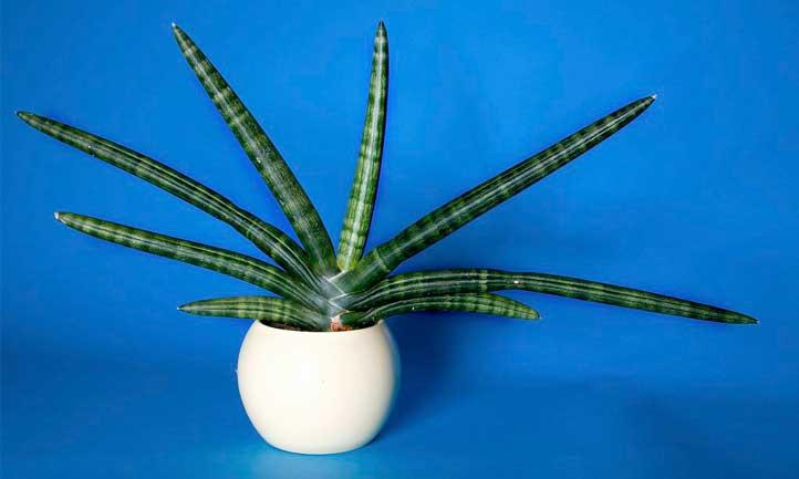 Sansevieria Cylindrica Care: Growing African Spear