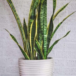 What Size Pot Do Snake Plants Need?