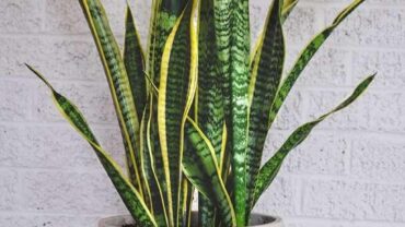What Size Pot Do Snake Plants Need?