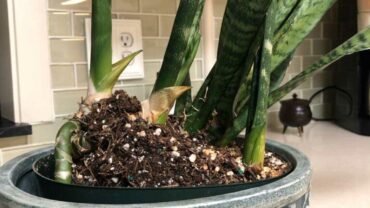 How to Repot a Snake Plant: 5 Important Tips to Know