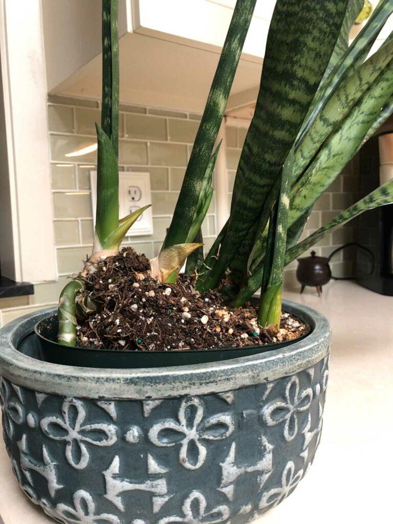 How to Repot a Snake Plant: 5 Important Tips to Know