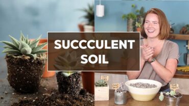 Succulent Soil: The Ultimate Guide