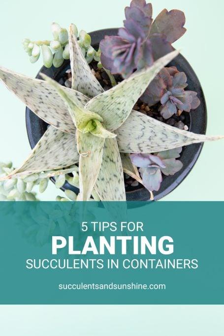 Tips for Planting Succulents in Containers