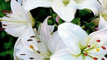 What to do When Lilies have Finished Flowering