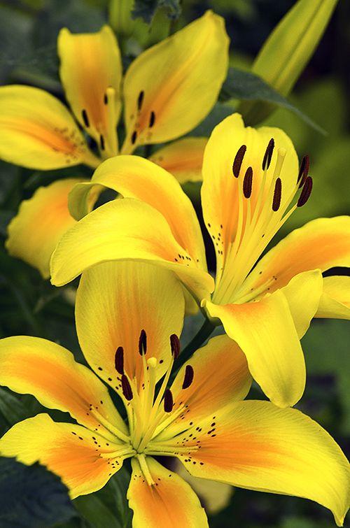 Asiastic Lilies