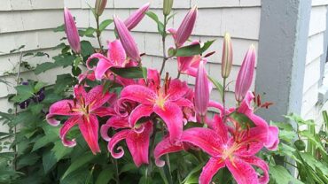 When to plant lily bulbs for the best blooms
