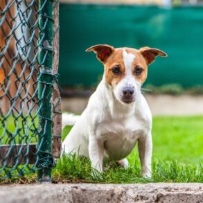 Creating a Safe and Beautiful Garden for Your Dogs