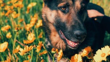 Creating a Dog-Friendly Garden: Tips for a Safe and Beautiful Outdoor Space